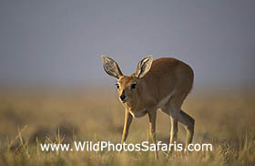 Steenbok female