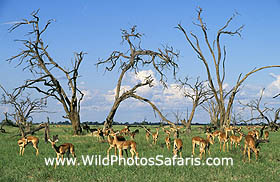 Impala herd