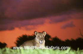 Lion sunset
